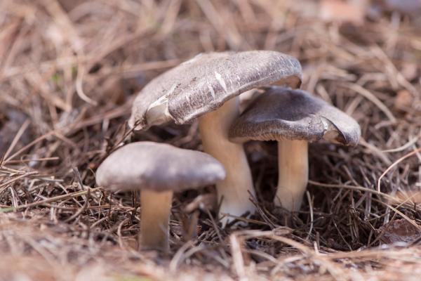 Setas comestibles en Cataluña - Fredolic / Negrilla