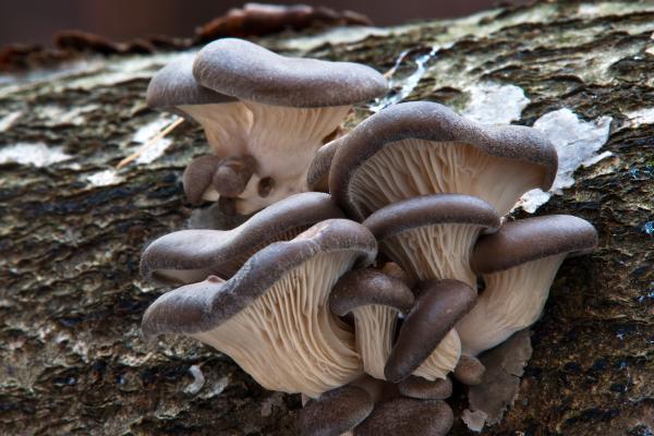 Setas comestibles en Cataluña - Gírgola / Seta de ostra