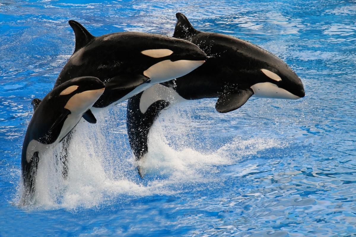¿Las orcas son peligrosas?