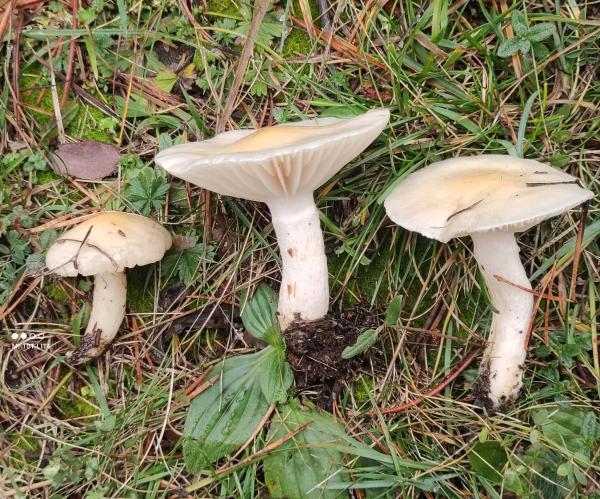 Setas comestibles en Cataluña - Llenega blanca / Llanega blanca