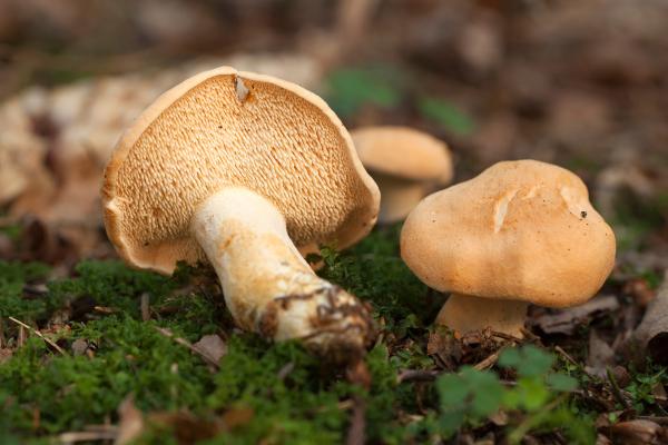 Setas comestibles en Cataluña - Llengua de bou / Lengua de gato