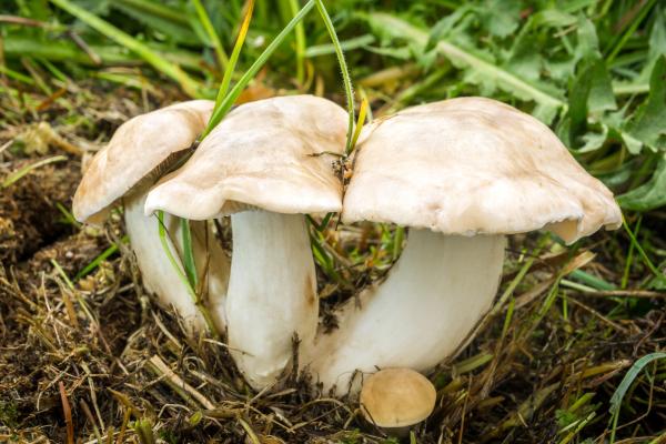 Setas comestibles en Cataluña - Moixernó / Seta de San Jorge