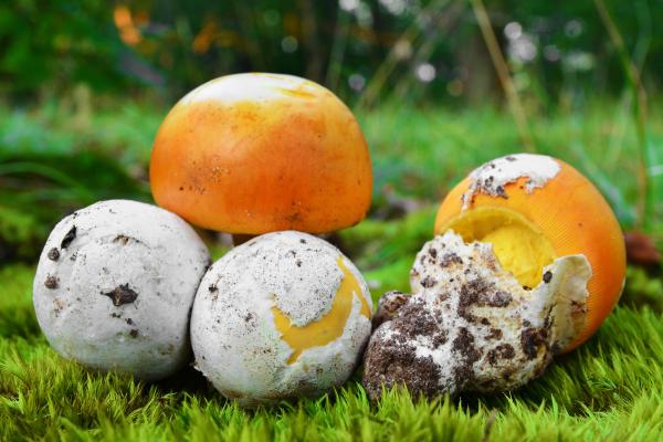 Setas comestibles en Cataluña - Ous de reig / Oronja