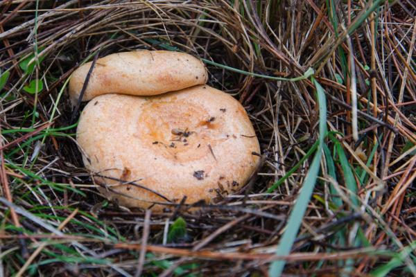 Setas comestibles en Cataluña - Pinetell / Níscalo