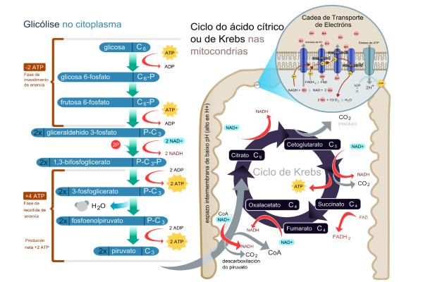 Qué es la respiración celular, fases y tipos - Qué es la respiración celular 