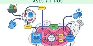 Qué es la respiración celular, fases y tipos