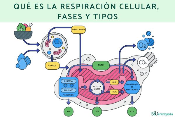 Qué es la respiración celular, fases y tipos