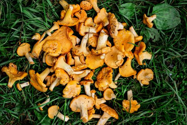 Setas comestibles en Cataluña - Rossinyol / Rebozuelo