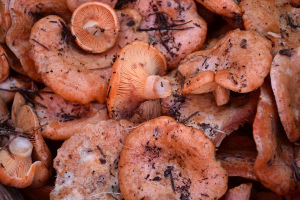 Setas comestibles en Cataluña - Rovelló / Níscalo