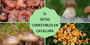 Setas comestibles en Cataluña