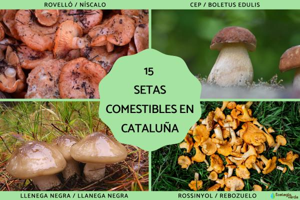 Setas comestibles en Cataluña