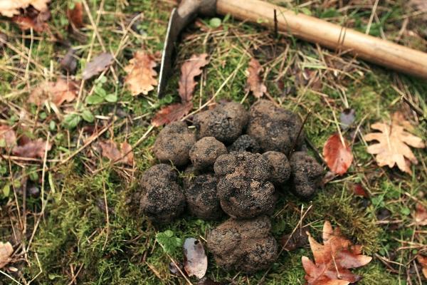 Setas comestibles en Cataluña - Tòfona negra / Trufa negra