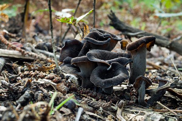 Setas comestibles en Cataluña - Trompeta de la mort / Trompeta de los muertos