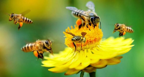 Salvar la biodiversidad, un desafío global - Imagen del apartado 2