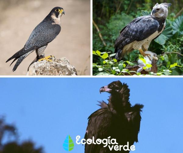 Bosques tropicales: características, flora y fauna - 