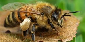 Así es el primer insecto del mundo en conseguir derechos legales: las abejas sin aguijón del Amazonas