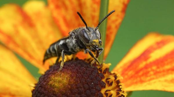 Así es el primer insecto del mundo en conseguir derechos legales: las abejas sin aguijón del Amazonas - Así son las abejas sin aguijón del Amazonas y esta razón son tan importantes