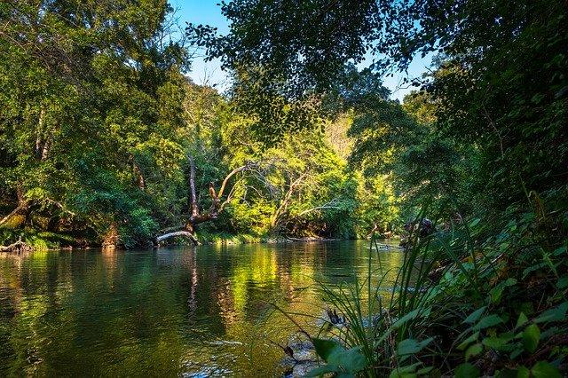 Bosques Tropicales: Características, Flora Y Fauna - Resumen