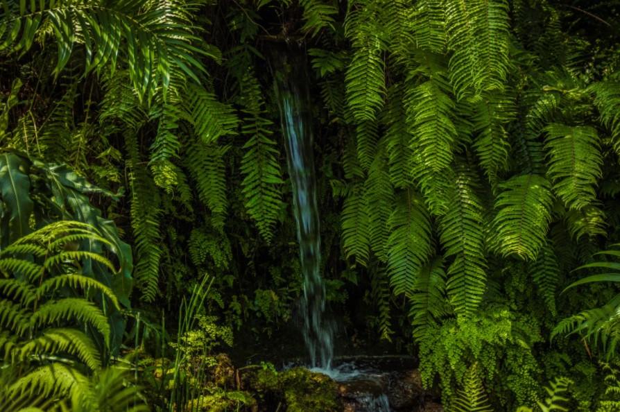 Bosques Tropicales: Características, Flora Y Fauna - Resumen