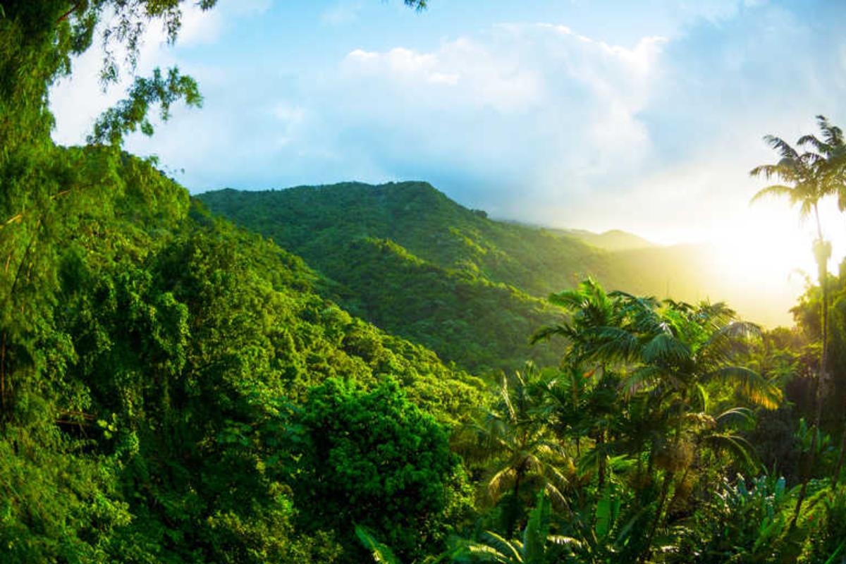 Bosques tropicales: características, flora y fauna