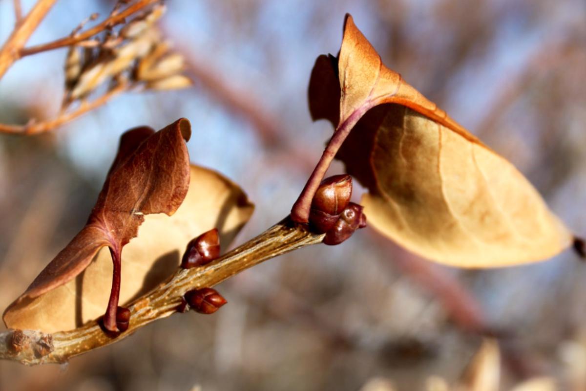 Dormancia: qué es, tipos y ejemplos en plantas y animales