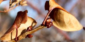 Dormancia: qué es, tipos y ejemplos en plantas y animales