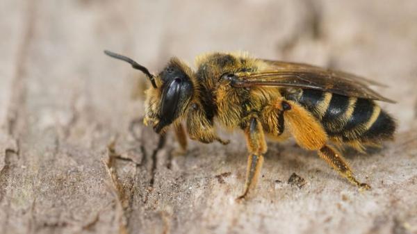 Así es el primer insecto del mundo en conseguir derechos legales: las abejas sin aguijón del Amazonas - El reconocimiento legal para las abejas meliponas del Amazonas