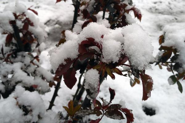 Dormancia: qué es, tipos y ejemplos en plantas y animales - ¿Qué es la dormancia?