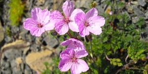 Casi extinguida: la extraña planta española que sobrevive en Soria y muy pocos lugares más