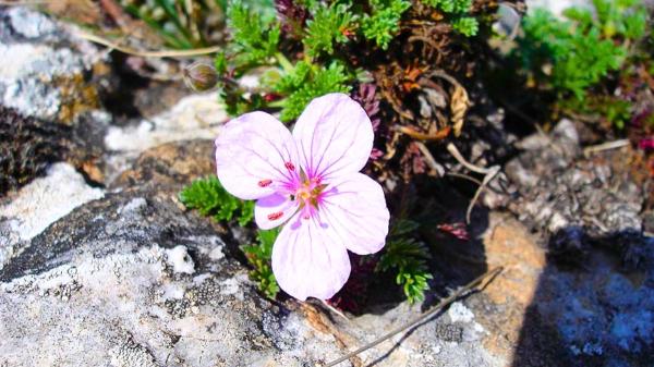 Casi extinguida: la extraña planta española que sobrevive en Soria y muy pocos lugares más - La rarísima planta que apenas sobrevive en cuatro zonas de España