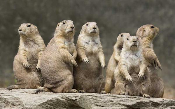 Perro de las Praderas