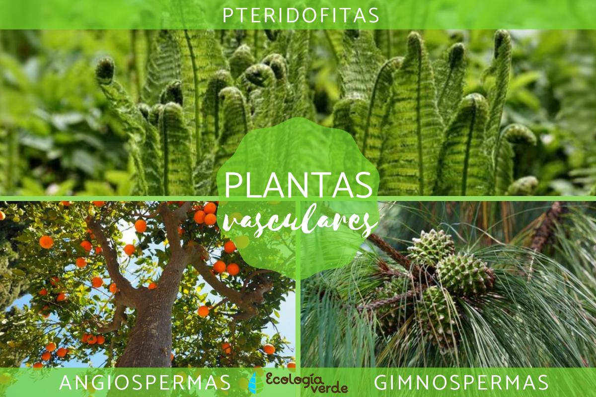 Plantas vasculares: qué son, características y ejemplos