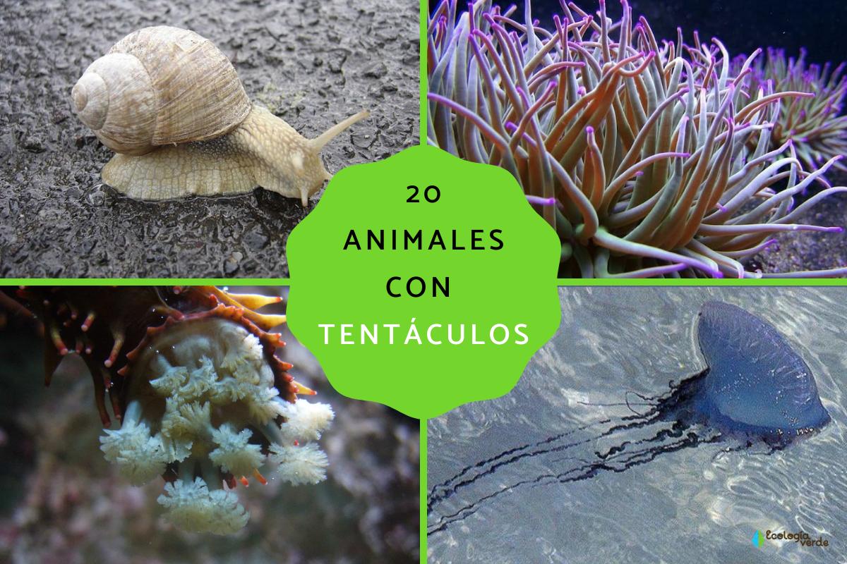 Animales con tentáculos
