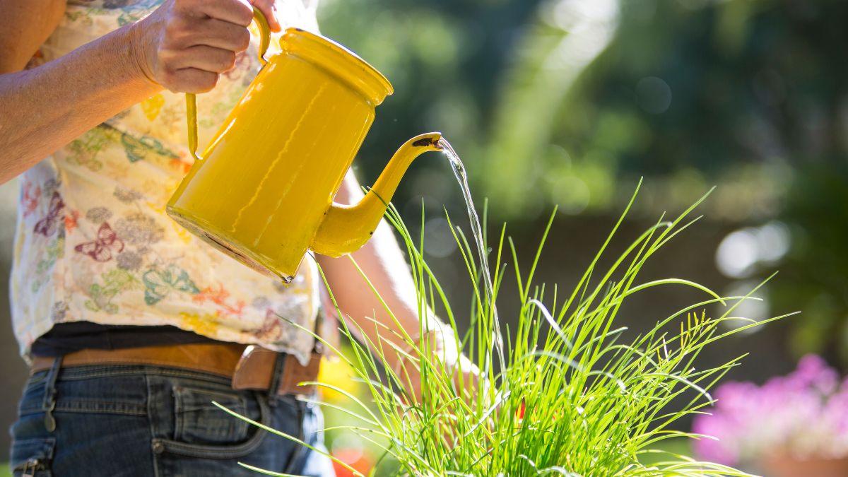 El gesto que parece normal, pero debilita tus plantas en verano
