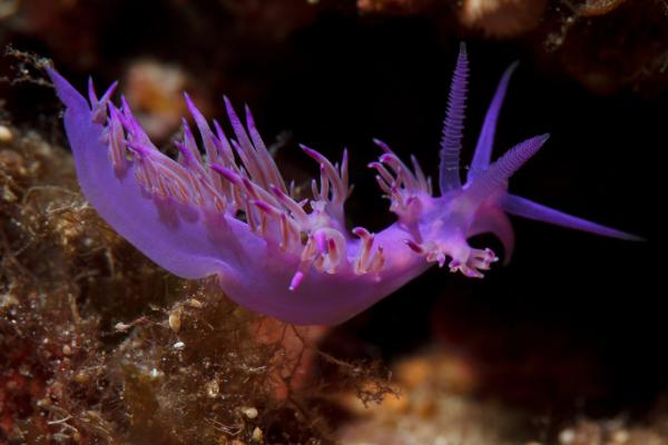Nudibranquios: qué son, características, ejemplos y reproducción - Comportamiento de los nudibranquios