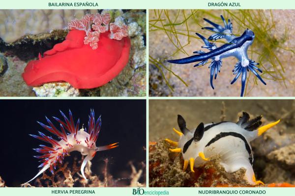 Nudibranquios: qué son, características, ejemplos y reproducción - Ejemplos de nudibranquios 