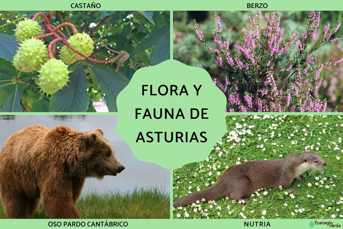 Flora y fauna de Asturias