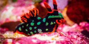 Nudibranquios: qué son, características, ejemplos y reproducción