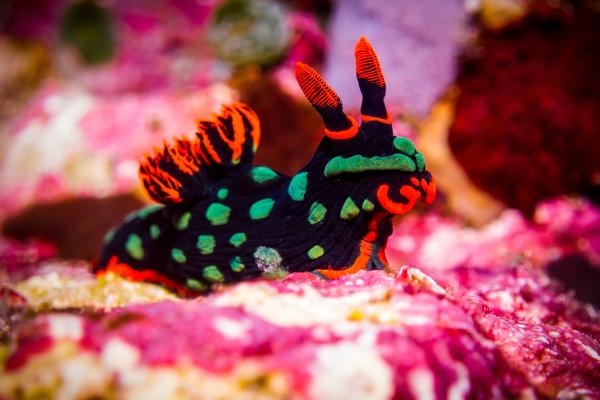 Nudibranquios: qué son, características, ejemplos y reproducción