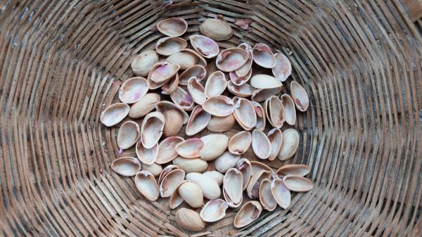 No tires las cáscaras de pistacho, tienen un segundo uso en el jardín: ayudan a mejorar la tierra y frenar plagas - Otra forma de reutilizar las cáscaras de pistacho: crea una barrera contra caracoles y babosas