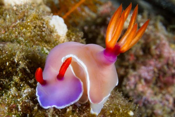 Nudibranquios: qué son, características, ejemplos y reproducción - Qué son los nudibranquios y su clasificación