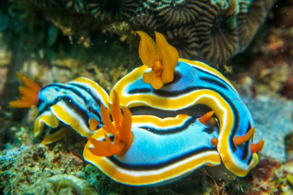 Nudibranquios: qué son, características, ejemplos y reproducción - Reproducción de los nudibranquios