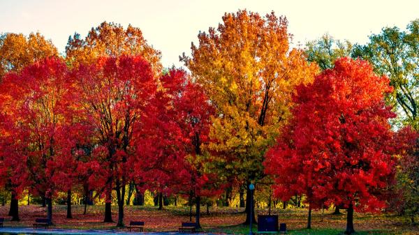 Por qué algunas hojas se vuelven rojas y otras amarillas en otoño: no es casualidad - Cada especie tiene su propia combinación de colores