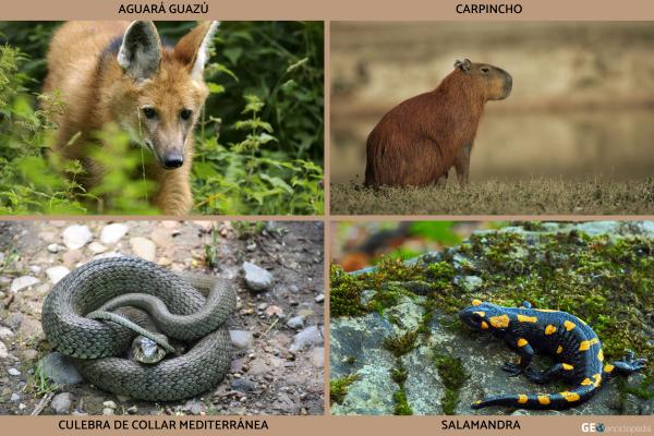 Clima templado: qué es, características, flora y fauna - Fauna del clima templado