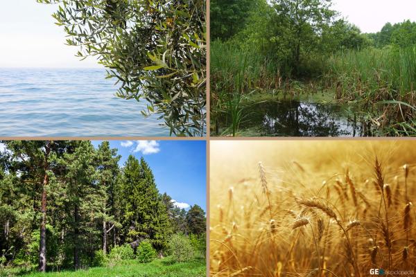 Clima templado: qué es, características, flora y fauna - Flora del clima templado