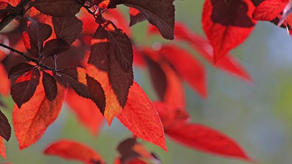 Por qué algunas hojas se vuelven rojas y otras amarillas en otoño: no es casualidad - Las antocianinas están detrás de las hojas rojas y moradas