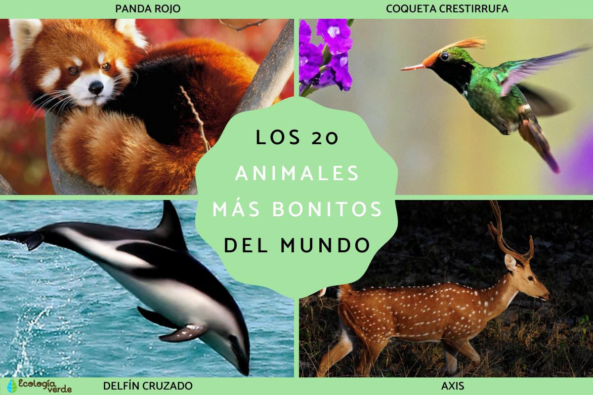 Los animales más bonitos del mundo