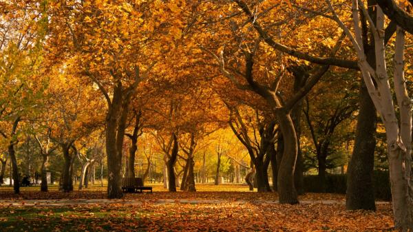 Por qué algunas hojas se vuelven rojas y otras amarillas en otoño: no es casualidad - Los carotenoides explican por qué algunas hojas se vuelven amarillas