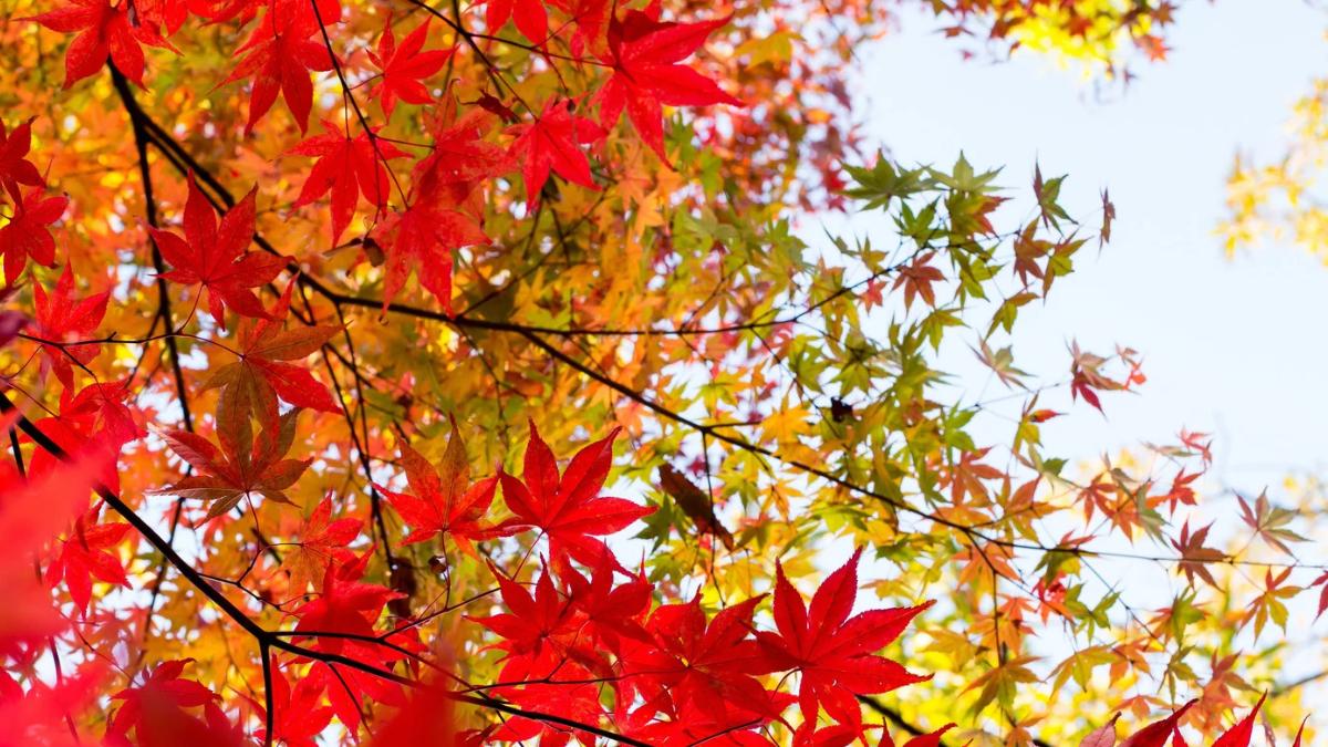 Por qué algunas hojas se vuelven rojas y otras amarillas en otoño: no es casualidad