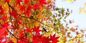 Por qué algunas hojas se vuelven rojas y otras amarillas en otoño: no es casualidad